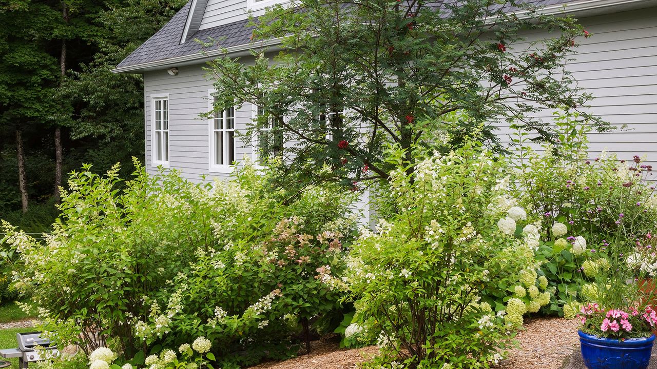 Hydrangea arborescens &#039;Annabelle&#039;, paniculata shrubs, Sorbus americana - American Mountain Ash in raised rock edged mulch border in backyard garden