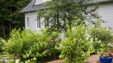 Hydrangea arborescens 'Annabelle', paniculata shrubs, Sorbus americana - American Mountain Ash in raised rock edged mulch border in backyard garden