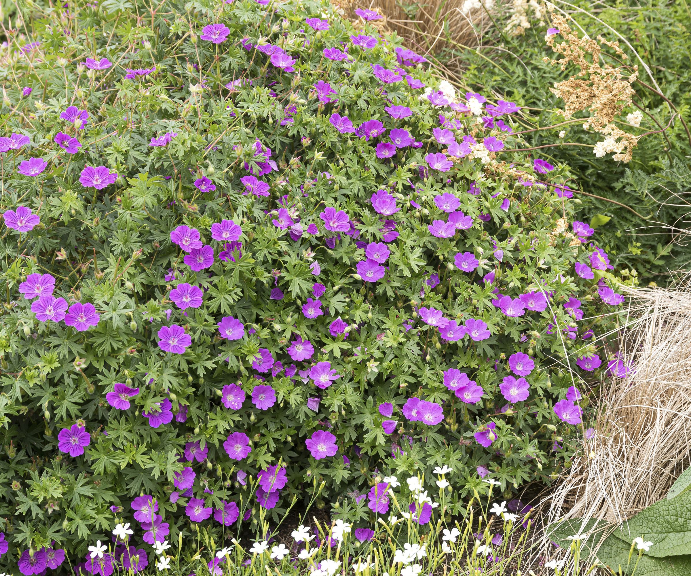 Cranesbill (Geranium sanguineum 'Max Frei')