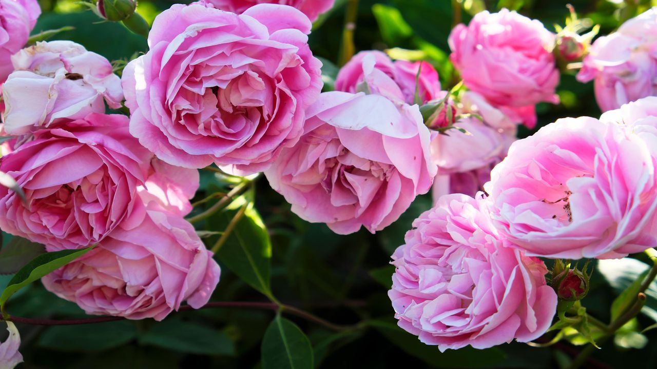 Pink roses in bloom