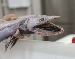 The deep-sea lizard fish has a mouth full of hinged teeth that keep prey from escaping.