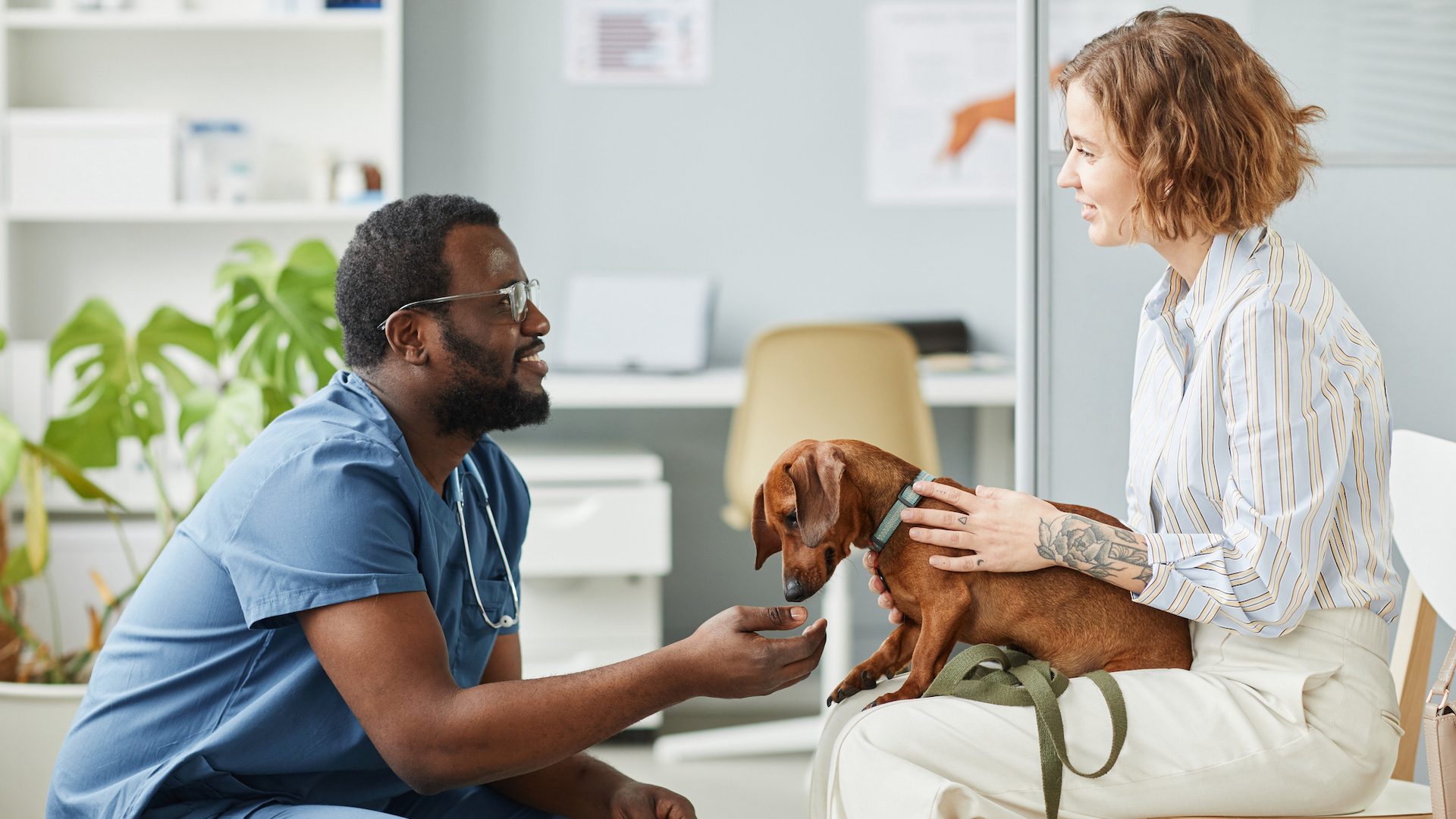 Vet chatting to dachshund owner