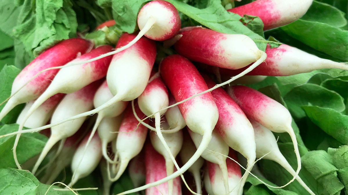 Harvested French Breakfast radishes