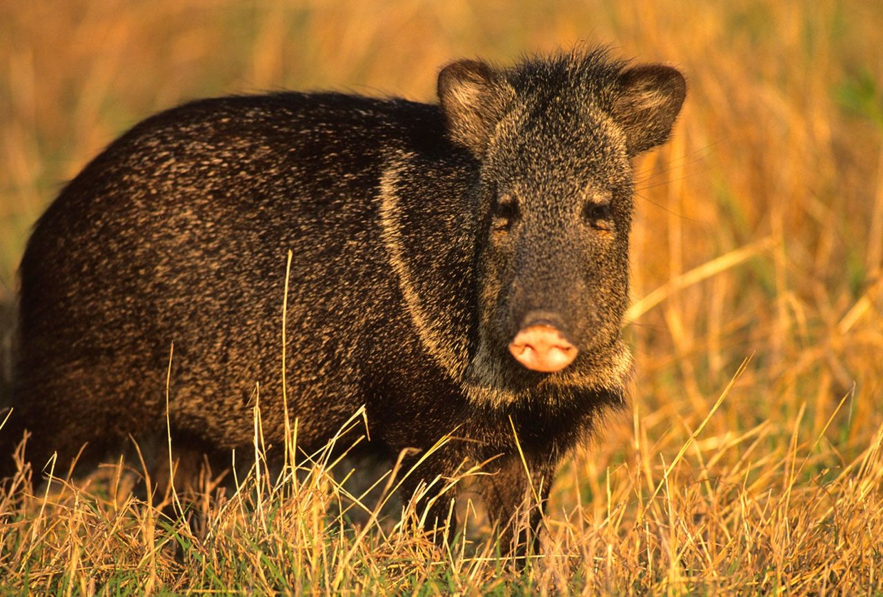 Javelina Animal In Dry Grass