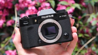 Fujifilm X-T50 camera on a stone wall in front of wall of pink flowers