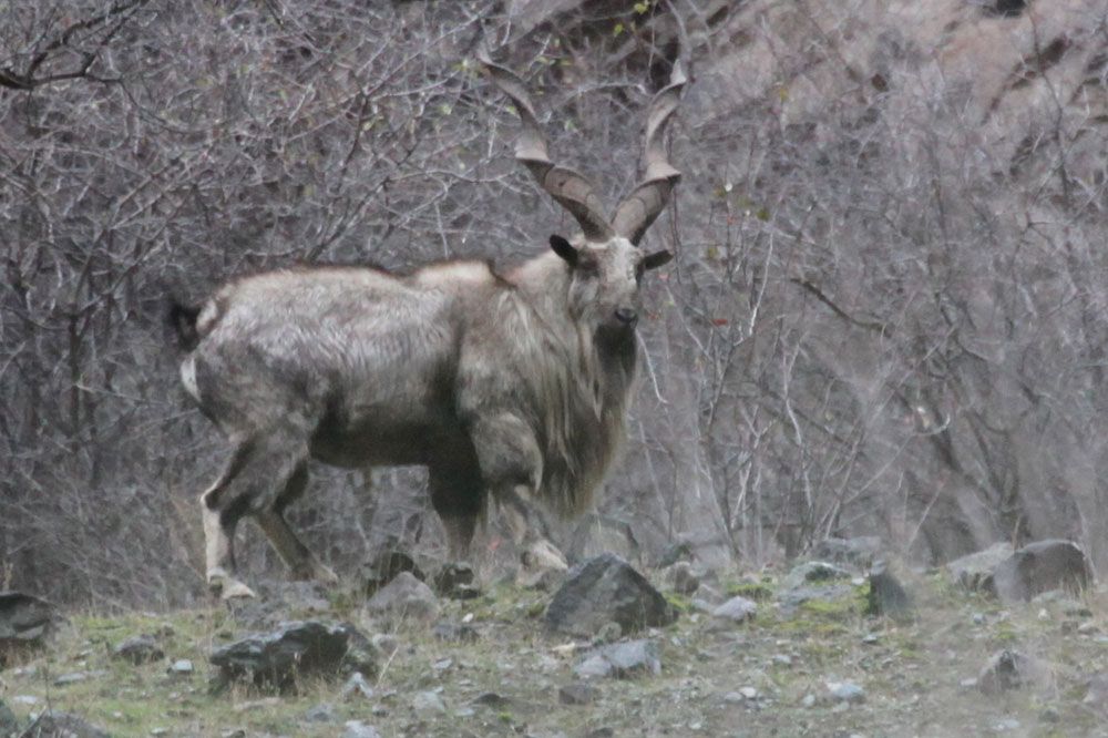 markhor