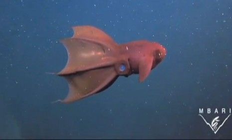 The Vampire Squid That Feasts On Feces And Mucus 