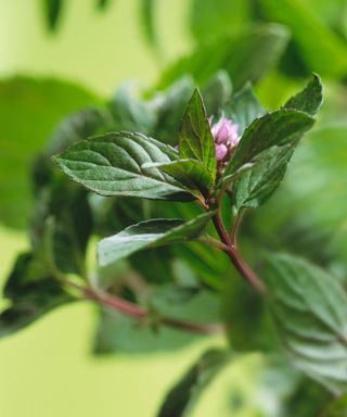 Close up of a flower on an outdoor peppermint plant