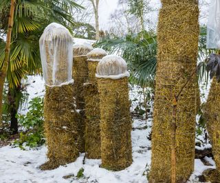 banana plants wrapped in straw in a snowy garden