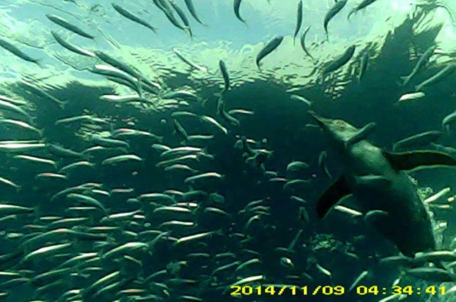 ittle penguins, equipped with video cameras, revealed the birds often forage in groups.