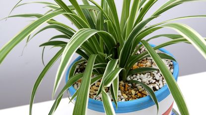 spider plant in a stripy plant pot