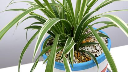 Large Spider Plant 'Reverse' (Chlorophytum comosum) – Rooted