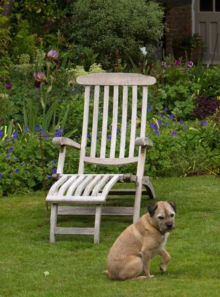 garden chair in garden with dog