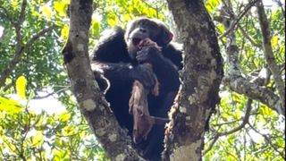 Chimp sits perched in between tree branches in a forest, eating on what appears to be a motionless young pushback