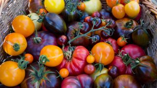 Freshly harvested tomatoes in a mix of colors