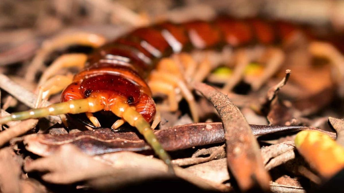 The team observed that a whopping 48% of the centipedes&#039; diet consisted of vertebrate animals.