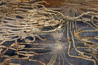 Retired biology teacher Jean-Philippe Delobelle photographed the intricate tunnels of bark beetle larvae beneath the bark of a spruce tree in his native French Alps to win the Intimate Landscape category.