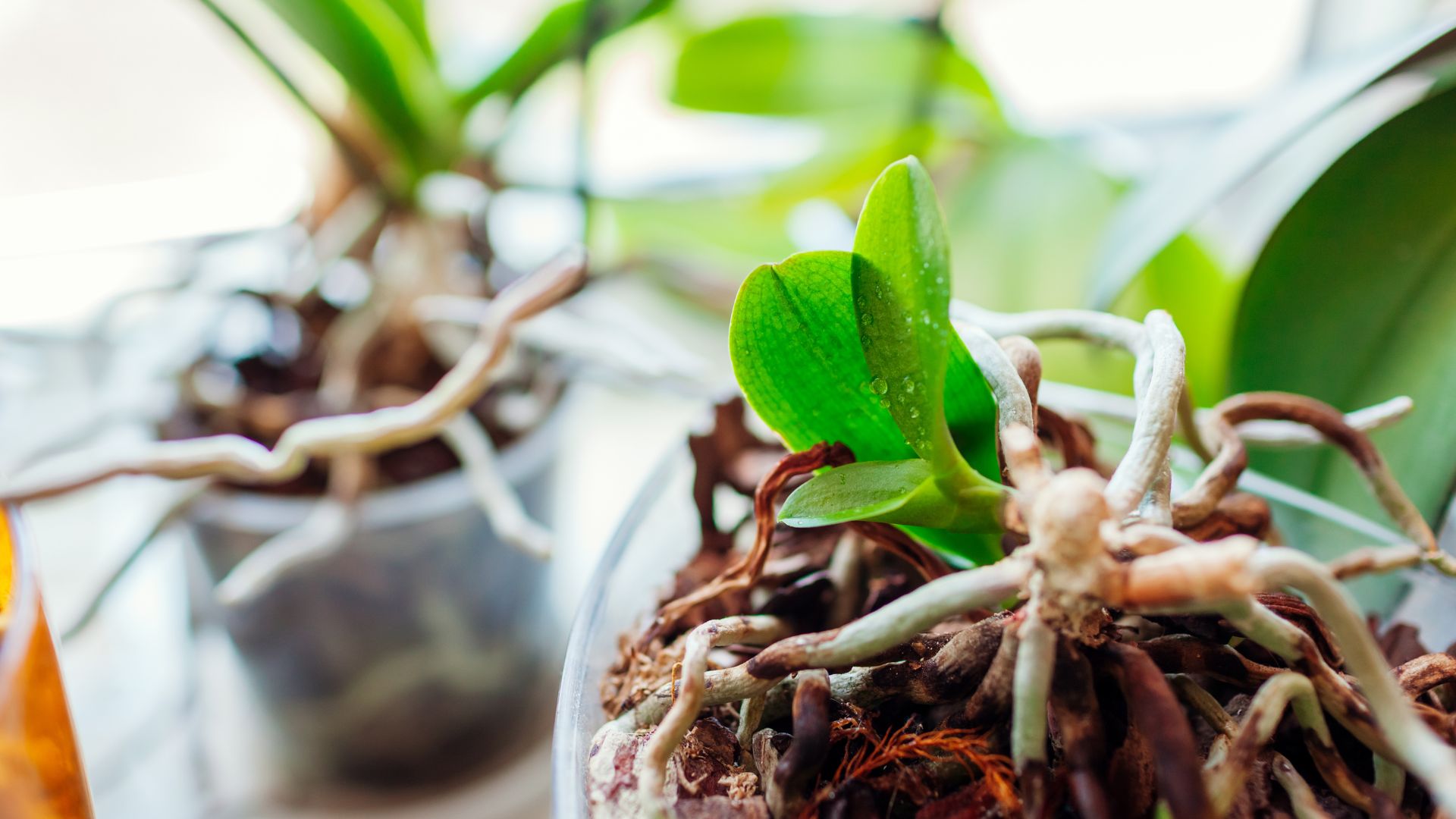 picture of new orchid plant growing off dead mother plants