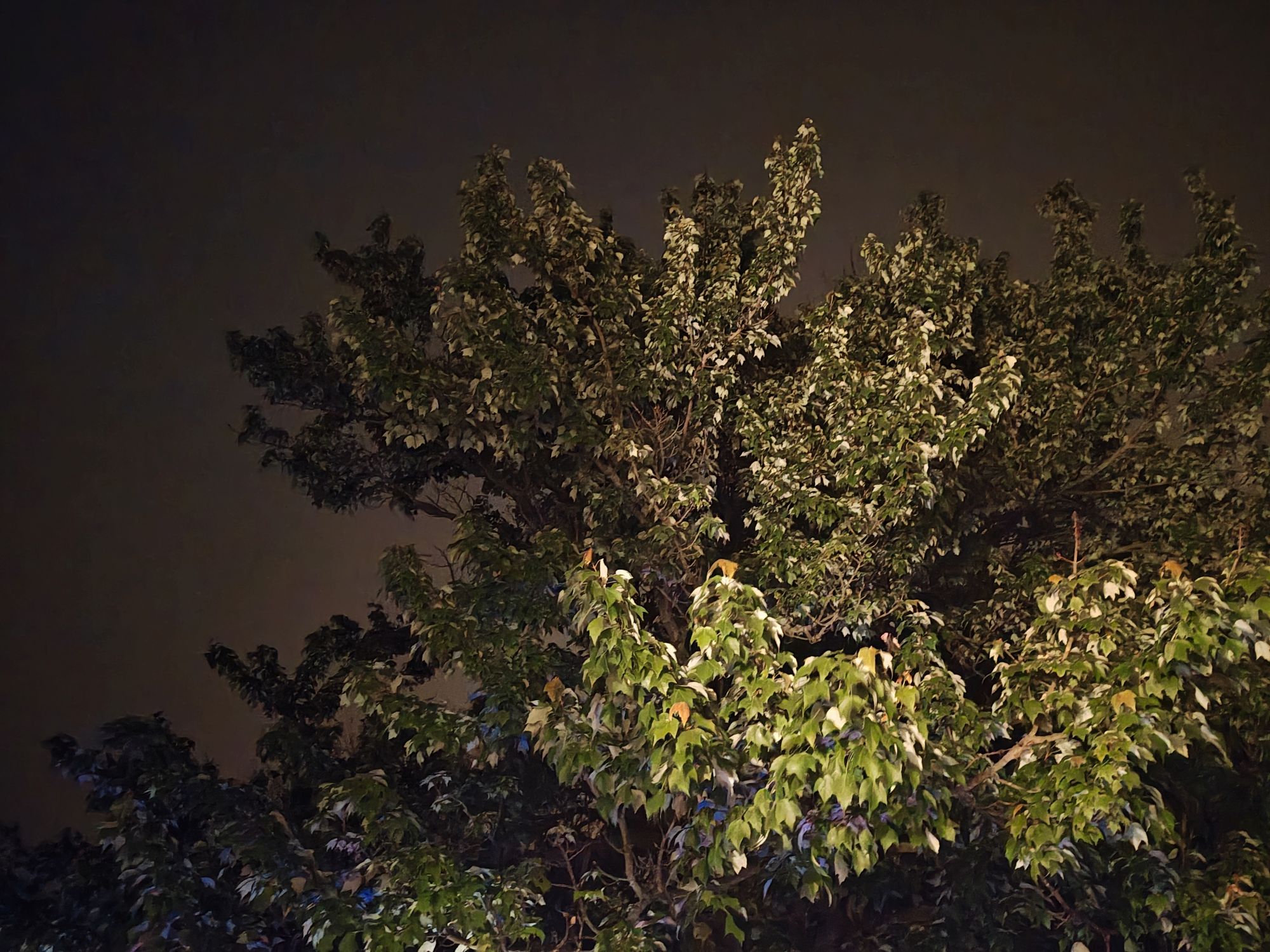 Motorola Razr Plus 2024 low light sample.