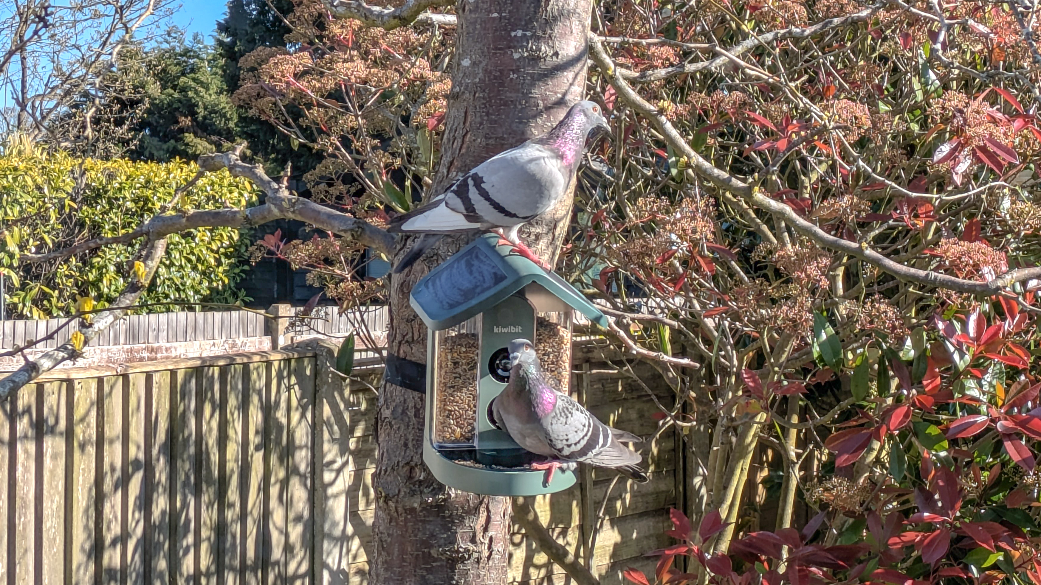 Kiwibit Bird Feeder 2