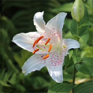 White oriental lily growing in garden