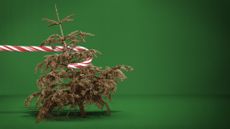 Illustration of a candy cane pulling a dead Christmas tree away