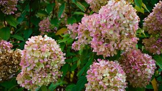 Mophead hydrangeas displaying a mix of pink fall blooms and dried brown flowerheads on the bush.
