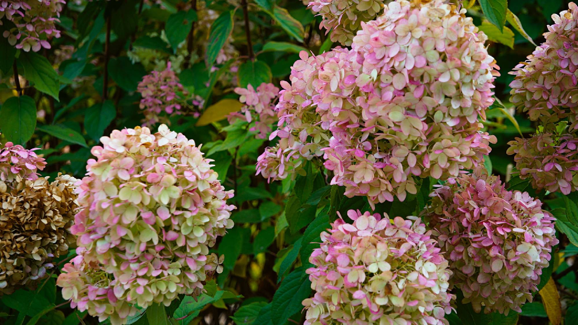 Cutting back hydrangeas now could cost you next year&rsquo;s flowers