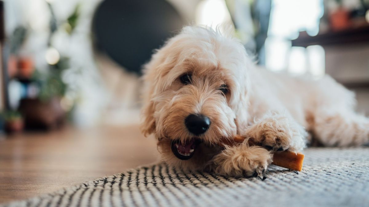 Dog chewing on the best dental chew