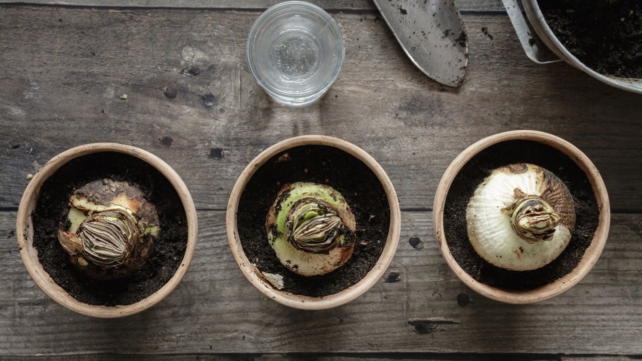 Three amaryllis bulbs in pots