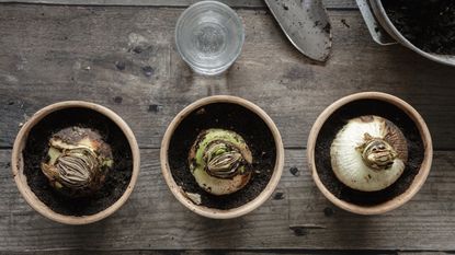 Three amaryllis bulbs in pots