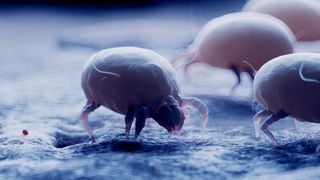 A close-up picture of a dust mite