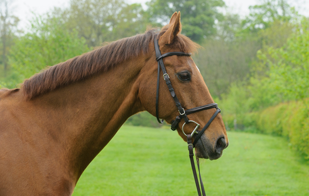 Over To You (Jack) photographed at Jeanette Brakewell's yard for Horse&amp;amp;Hound, May 2013.