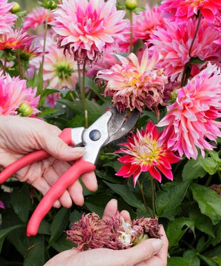 dahlias being deadheaded with secateurs