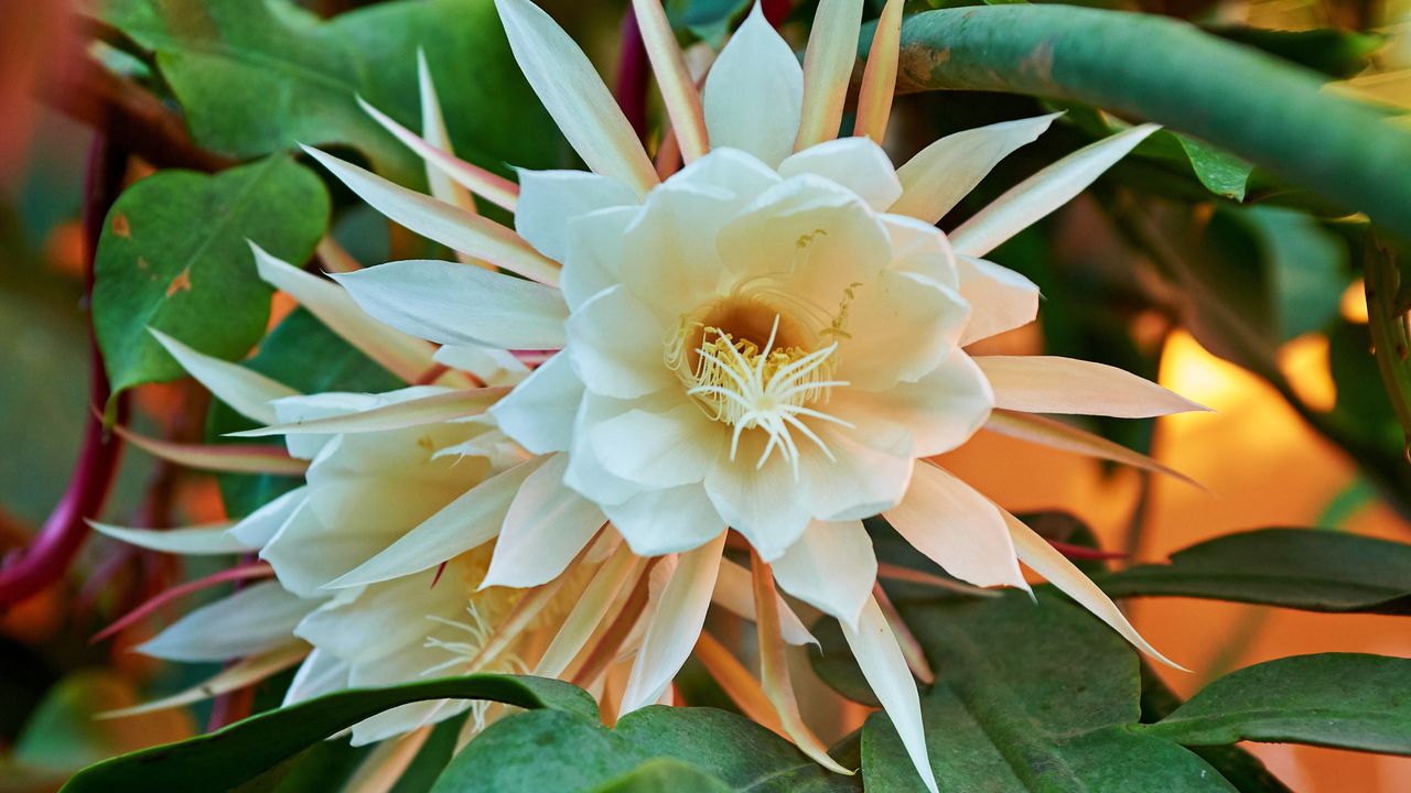 Queen of the night Epiphyllum oxypetalum