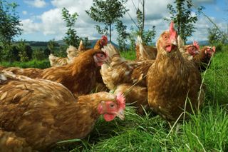 Free Range hens feeding in woodland