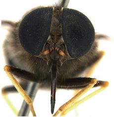 horsefly named after Beyonc&eacute;