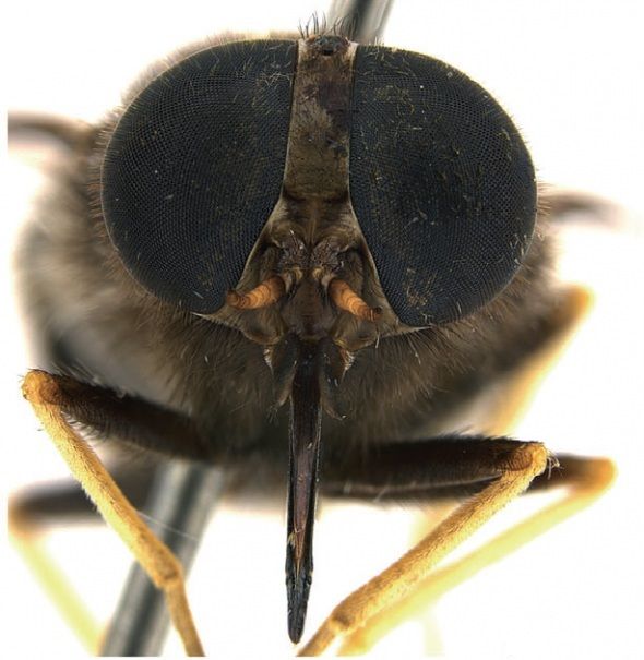 horsefly named after Beyoncé