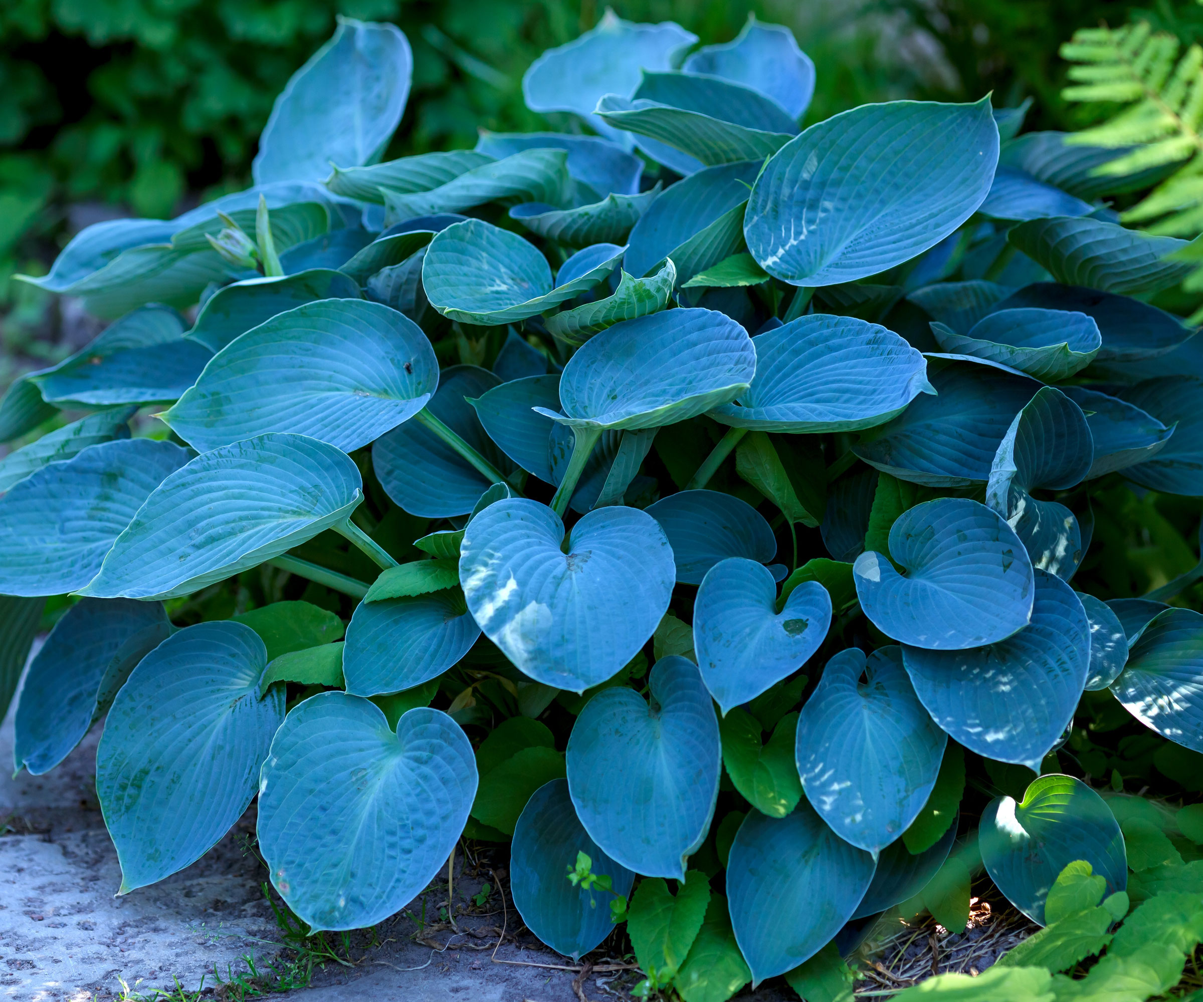 hosta Halcyon plants growing in garden