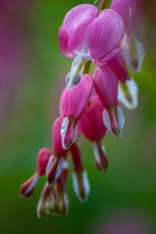 Cottage garden plants