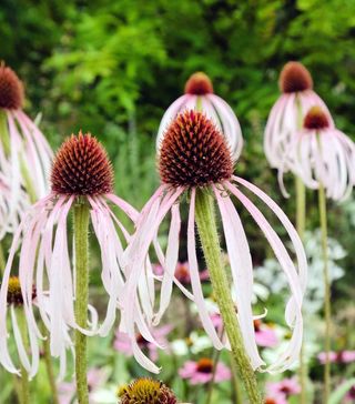 Echinacea Pallida in garden