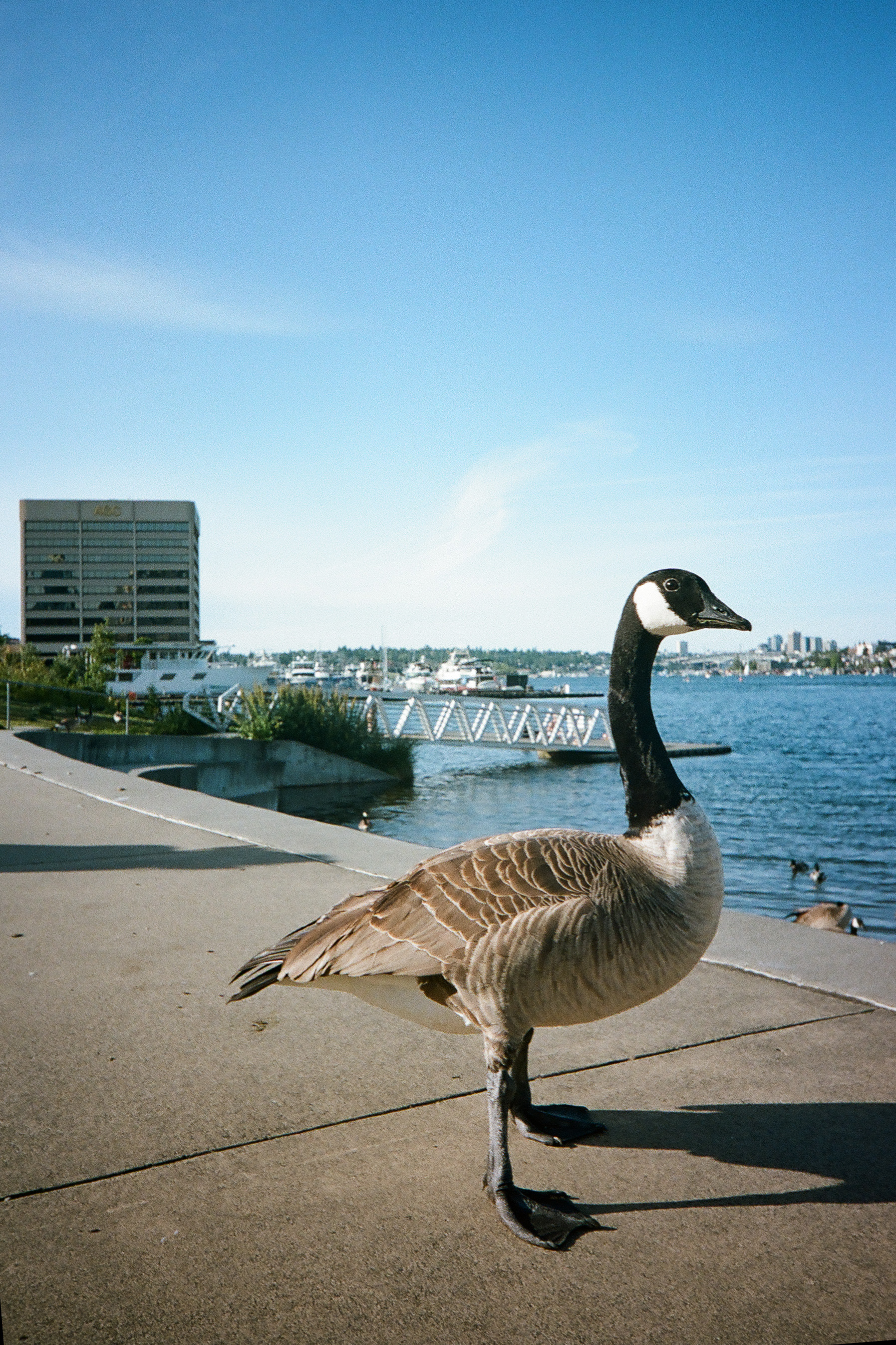 Kodak Snapic A1 sample image