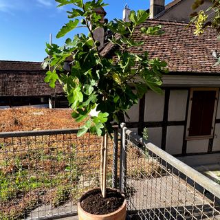 Potted fig tree on a balcony
