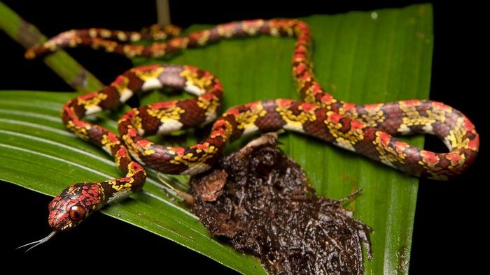 Marley's snail-eating snake (Sibon marleyae). This snake has an alternating striped cream and dark brown underbelly and alternating stripes of yellow, red and dark brown on top. It also has a red and black speckled head with a set of large red eyes.