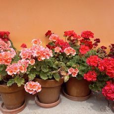 growing geraniums in containers against a south facing wall