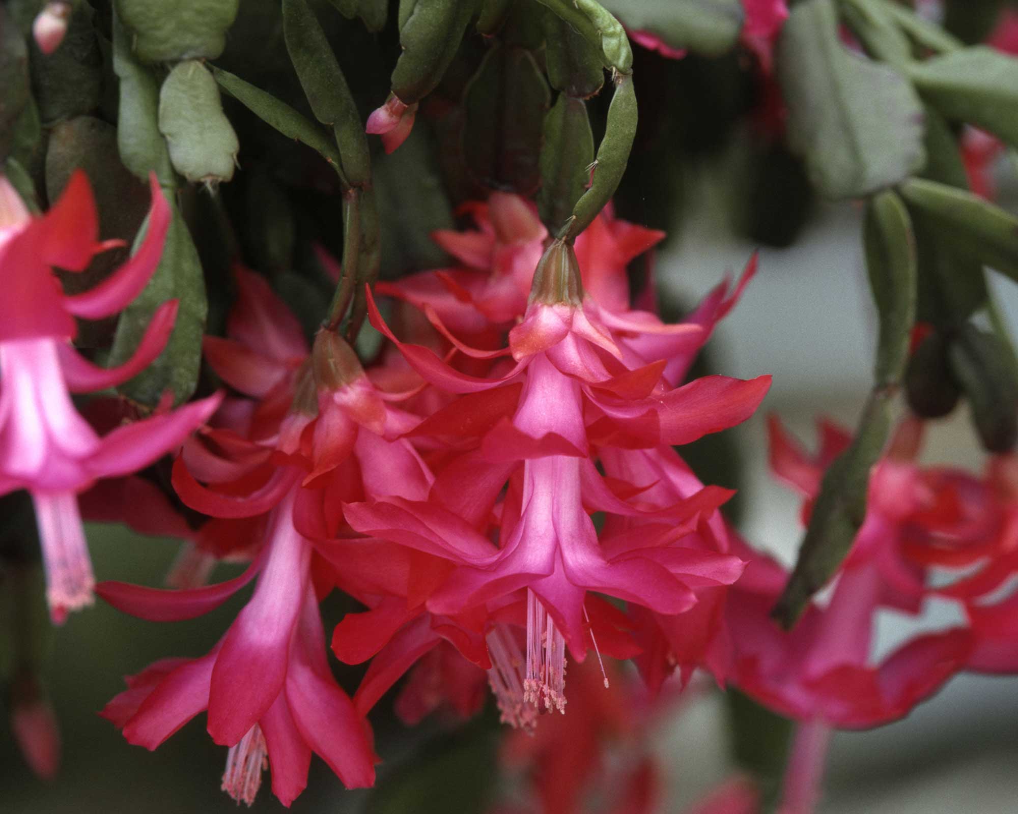 How to make a Christmas cactus bloom expert flowering tips Gardeningetc