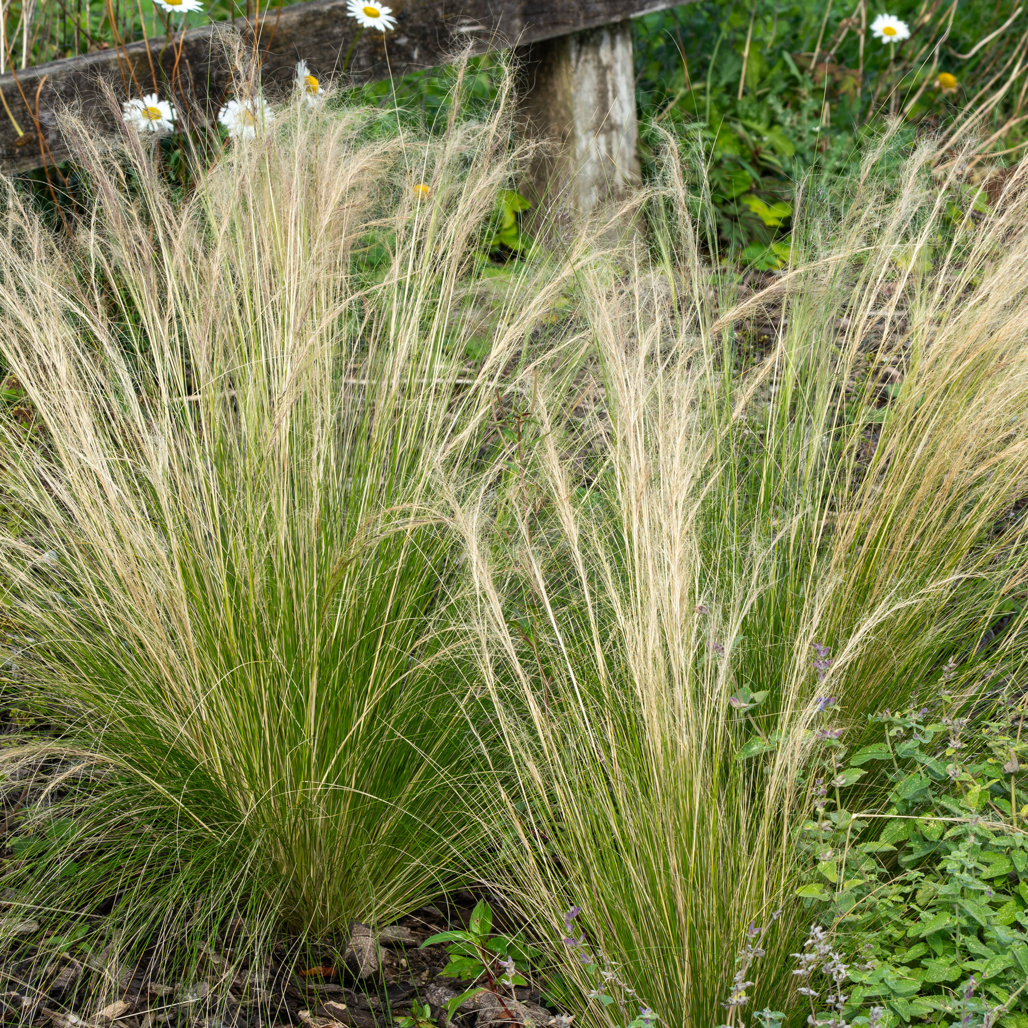 Mexican feather grass