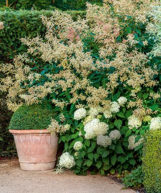 potted box dome is joined by giant fleece flower (Persicaria polymorpha) and Hydrangea arborescens ‘Annabelle’