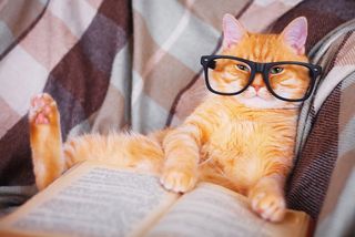 An orange cat wearing glasses and appearing to read a book.