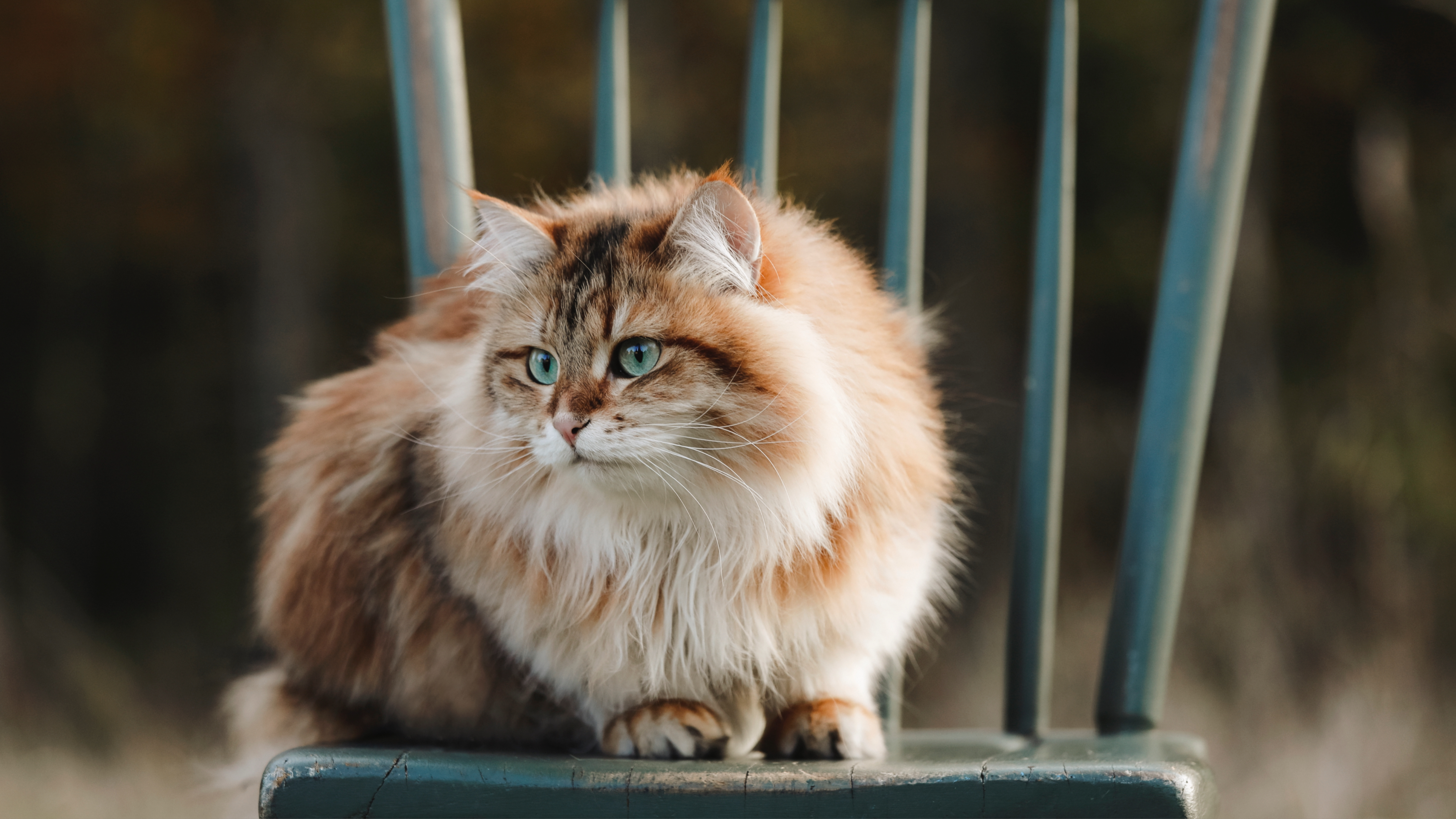 Siberian cat